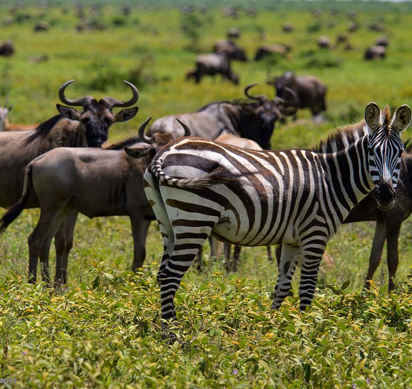 Serengeti Great Migration