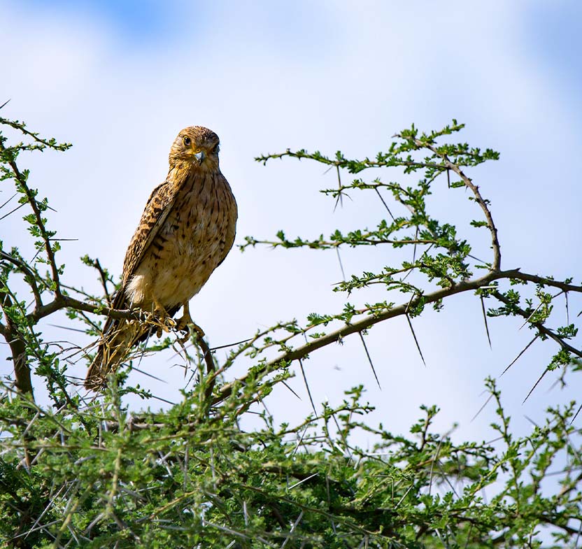 Birdwatching Safari