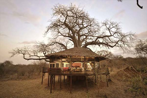 Elewana Tarangire Treetops