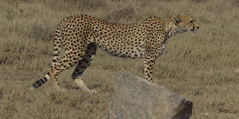 Tanzania Safari Wildlife  Serengeti Plains