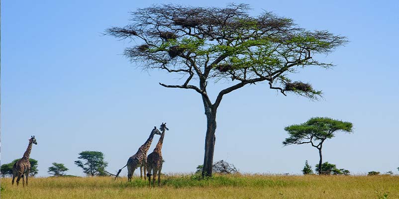 Ngorongoro Crater Safari  Tanzania
