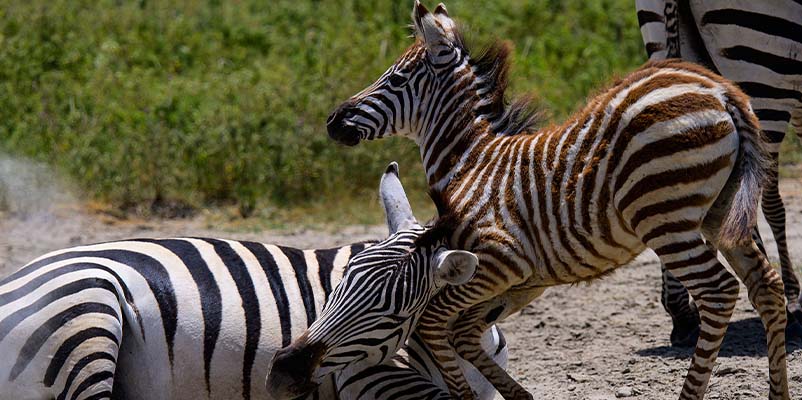 Best time for safari in Tanzania