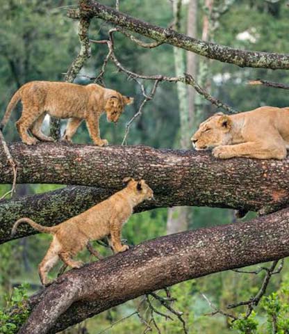 Lake Manyara National Park Safari