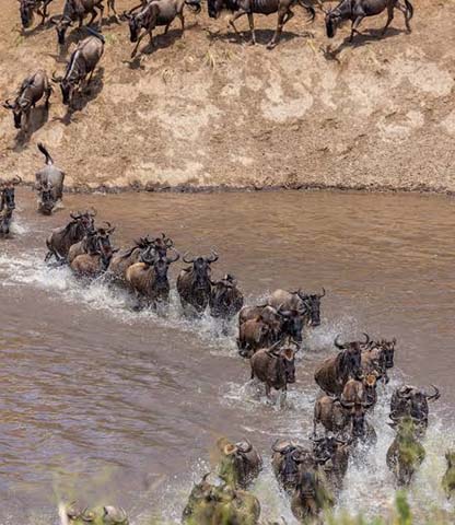 Serengeti National Park Safari