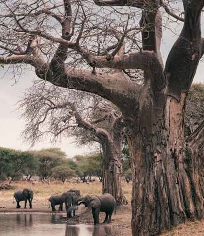 Tarangire National Park Safari