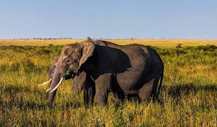 Big Five Tanzania safari with lion in Serengeti National Park