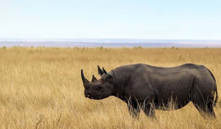 Big Five safari in Tanzania with elephants and safari vehicle