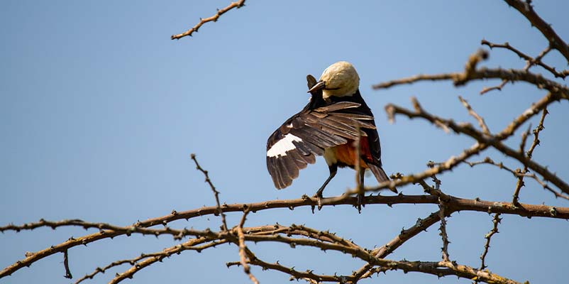 Birdwatching on the savannah with rollers and raptors