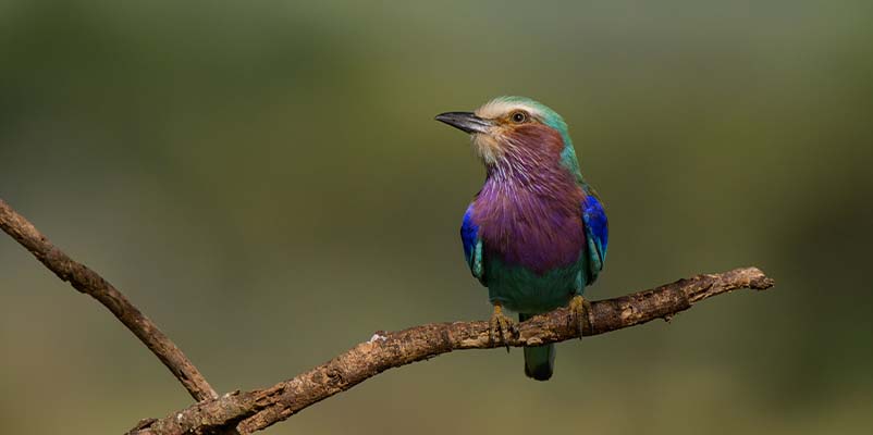 Wetland birding along a lake edge in Tanzania