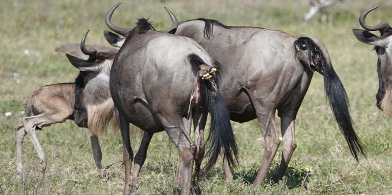 Wildebeest herds in the Serengeti