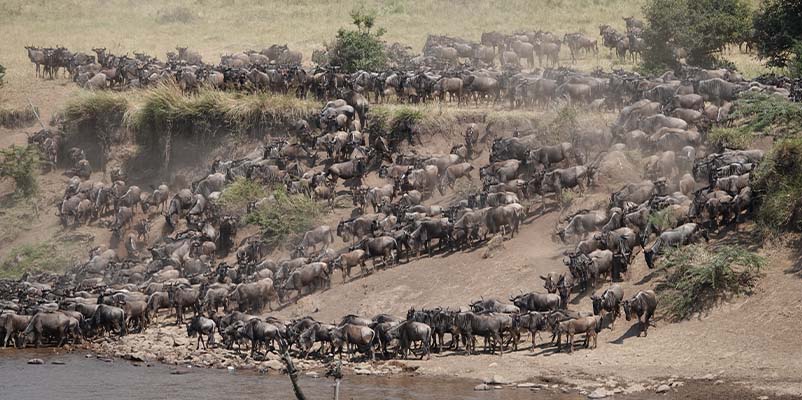 Mara River crossing drama