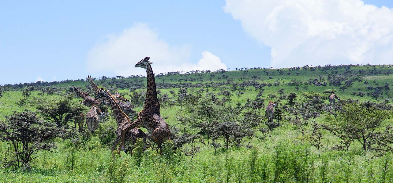 Ngorongoro Crater game drive
