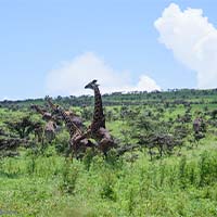 Ngorongoro game drive
