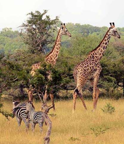 Nyerere National Park Safari