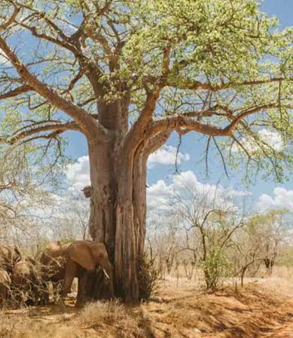 Ruaha National Park Safari