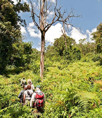 Udzungwa Mountains National Park Hiking