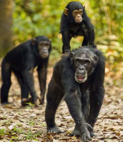 Gombe National Park Chimpanzees