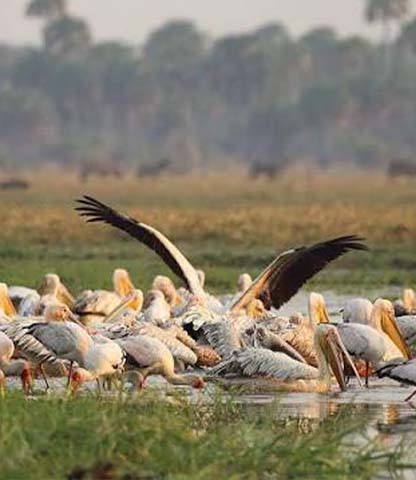 Katavi National Park Safari