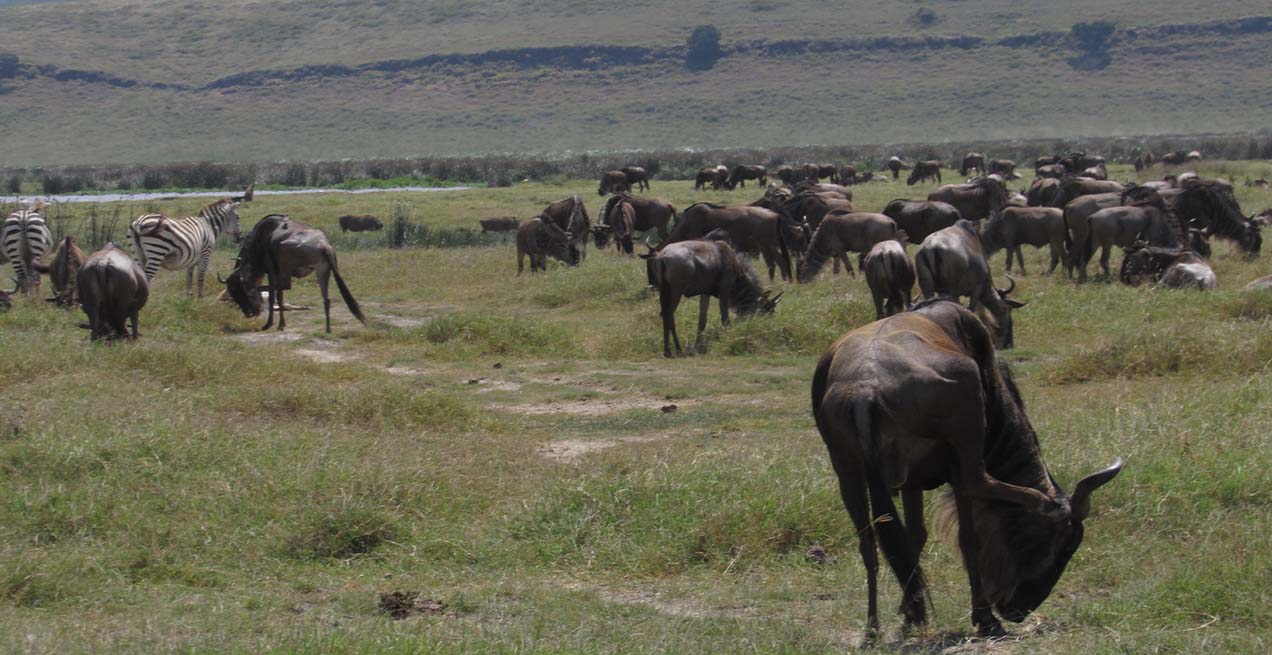 Tanzania Safari