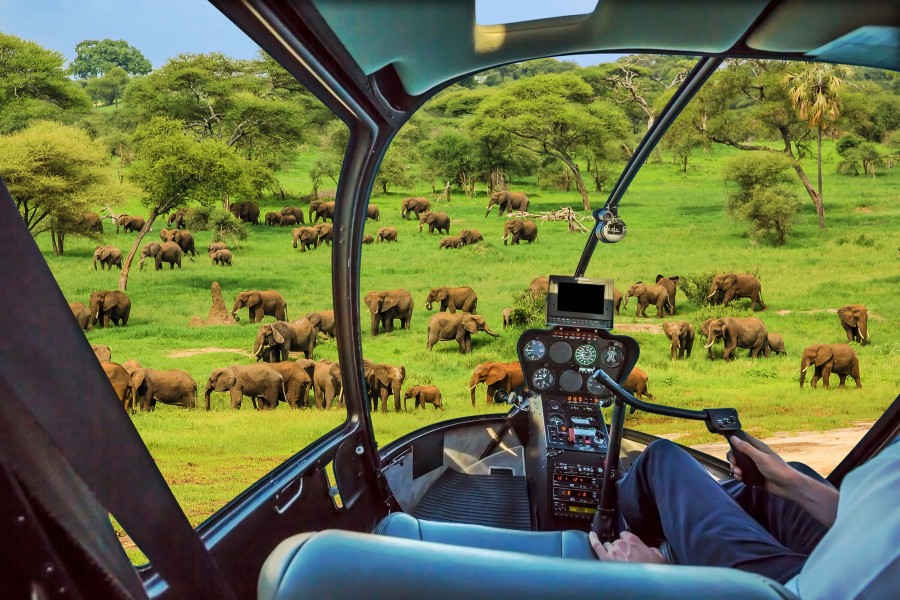 Wildebeest herds in the Serengeti