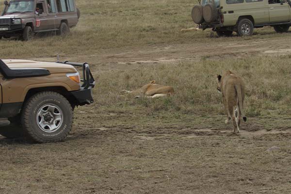 2 Days Private Safari  Northern Tanzania