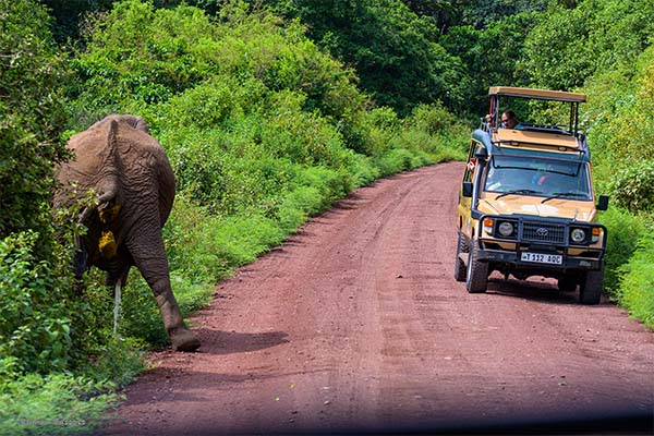 Affordable 3 Days Safari  Northern Tanzania