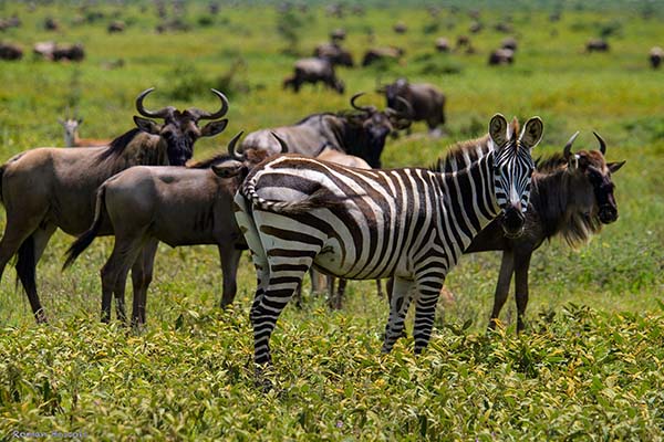 Best 4-Day Tanzania Safari  Tanzania