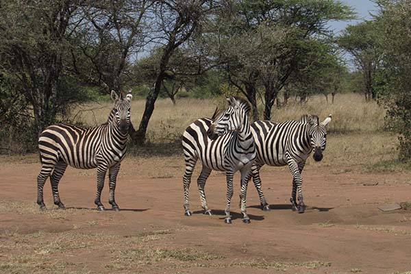 Ngorongoro Crater Safari