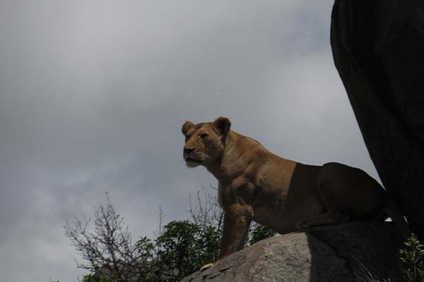 Ngorongoro Crater Safari