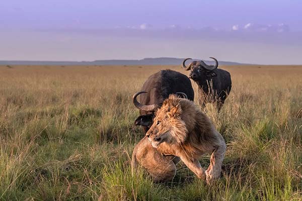 5-Day Luxury Tanzania Safari  Tanzania